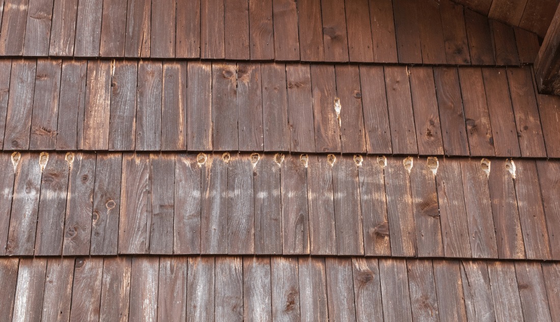 How to stop woodpeckers from damaging wood siding